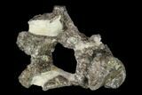 Rare British Dinosaur (Hypsilophodon) Vertebra - England #132033-1